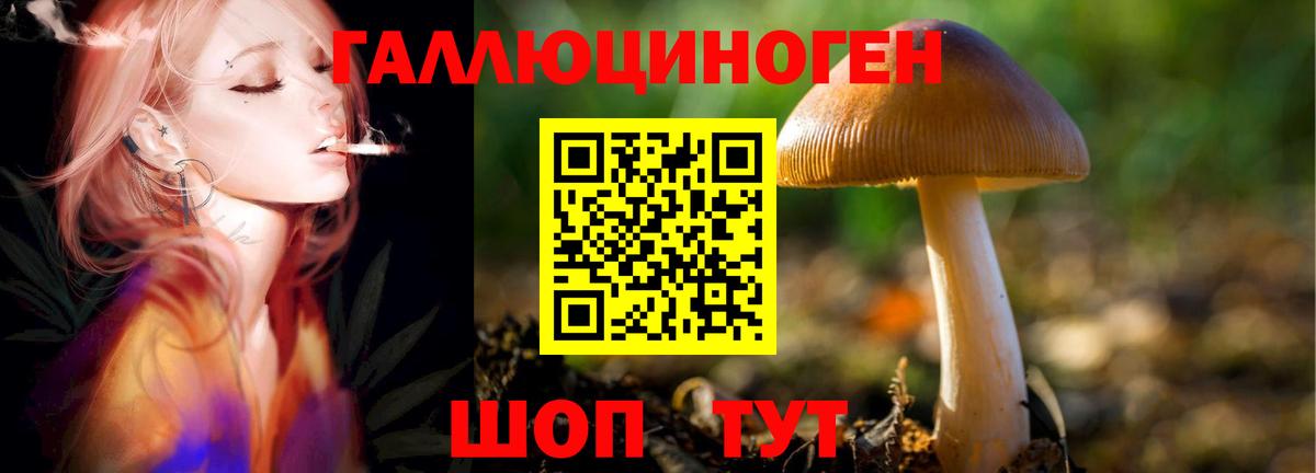 где найти   Псилоцибиновые грибы мицелий  Вход с VPN  Луга  Псилоцибиновые грибы Psilocybe 